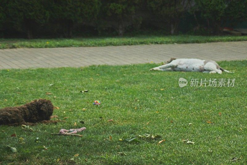 动物家庭两只母狗Lagotto Romagnolo